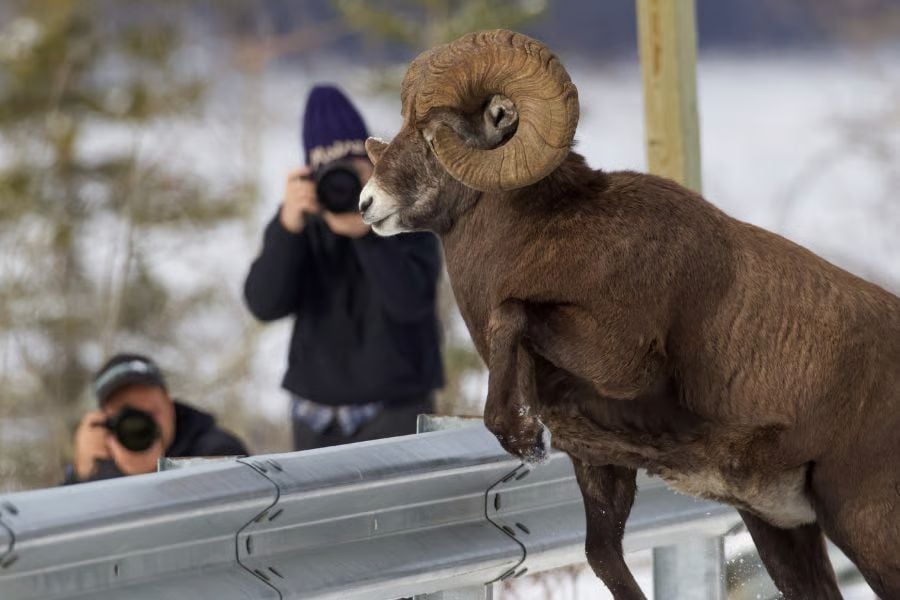 A bighorn sheep leaps a roadside barrier as photographers capture the dramatic moment.
