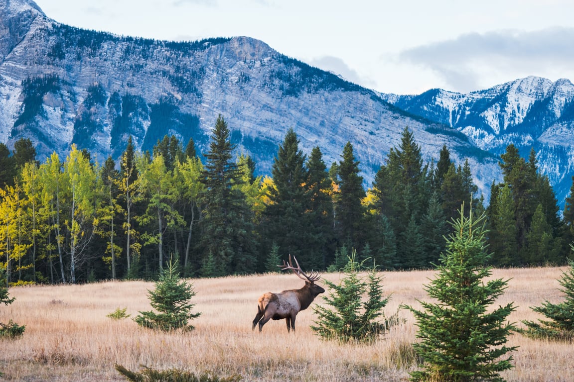 Yellowstone Photography & Wildlife Tour Tour Image 6