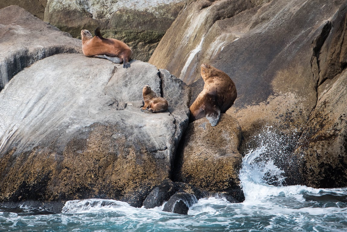 4 Hour Kenai Fjords Wildlife Cruise Tour Image 5