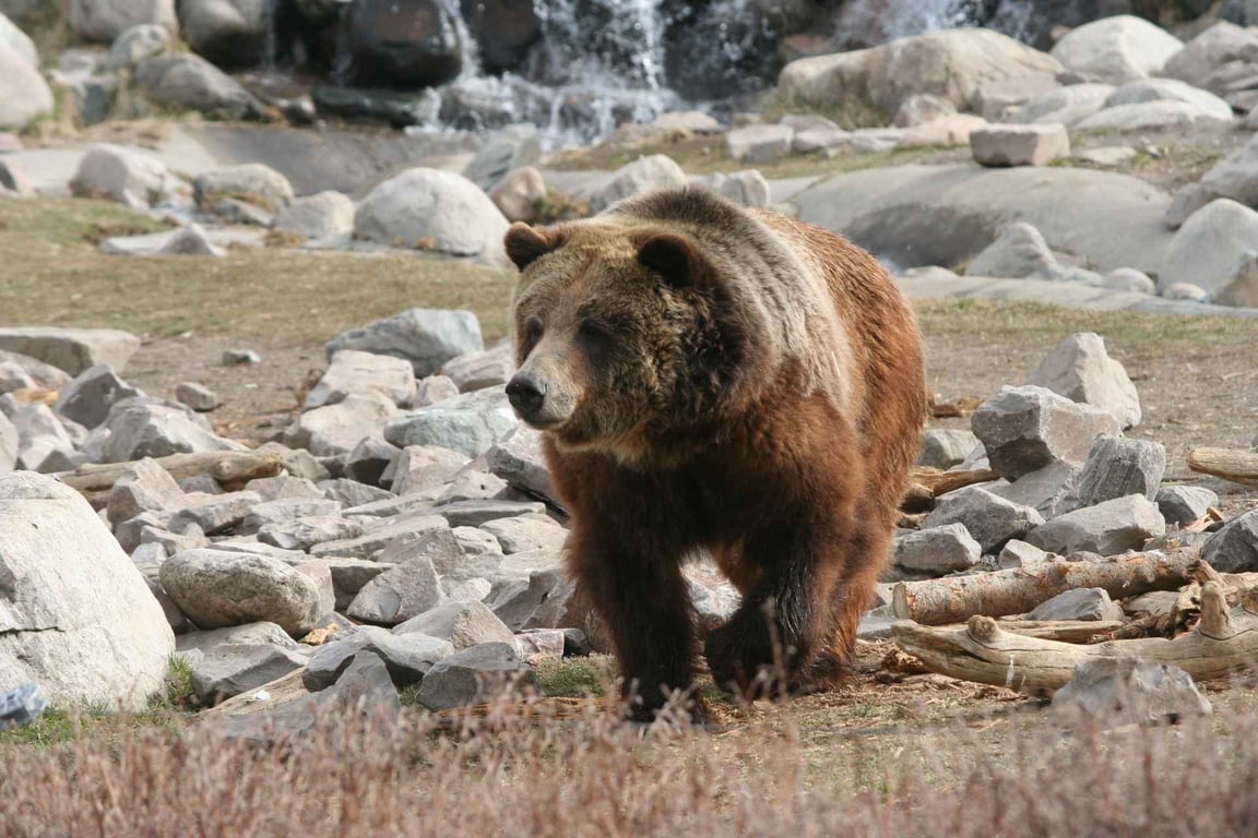 West Yellowstone Hot Spots Tour Tour Image 8