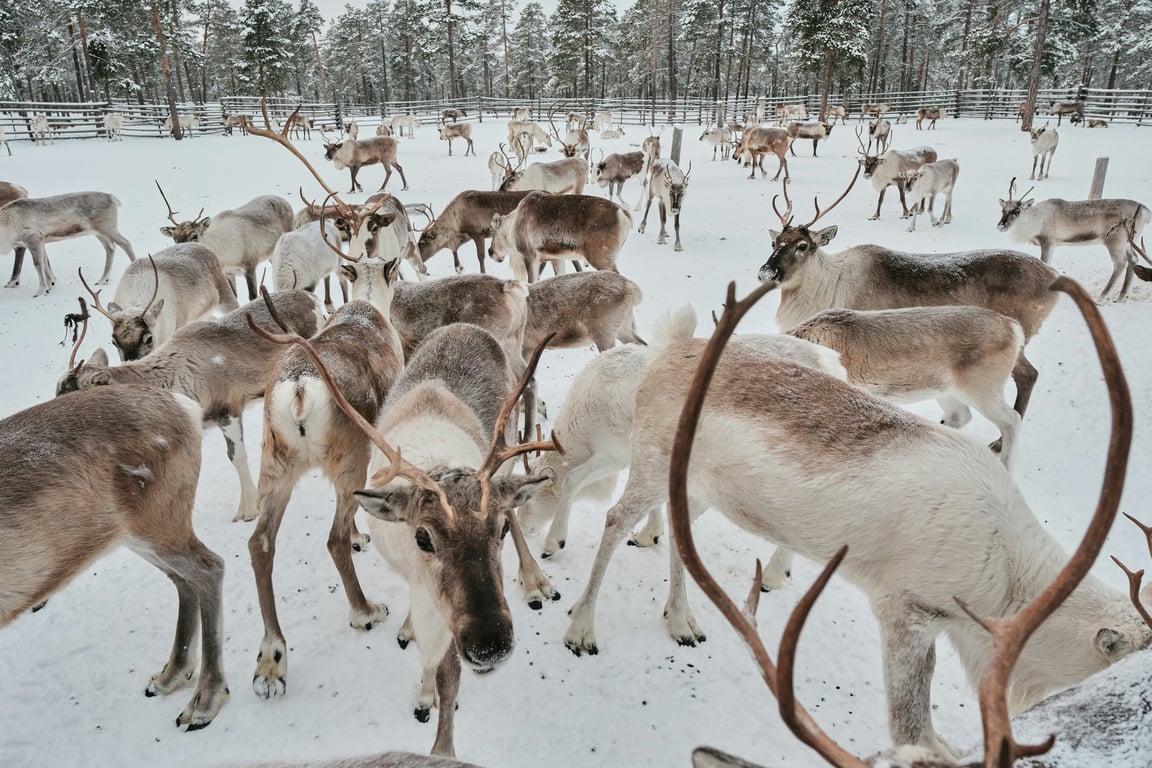 Thumbnail of video about Winter in West Yellowstone