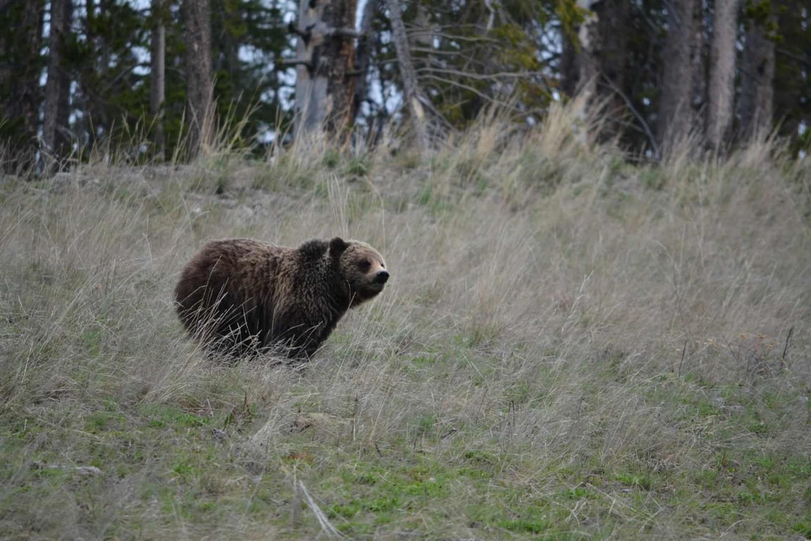 Lamar Valley Full Day Hiking Adventure Tour Image 5