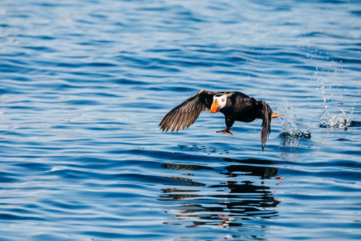 Sitka Wildlife Photography Worskhop on the Water Tour Image 2