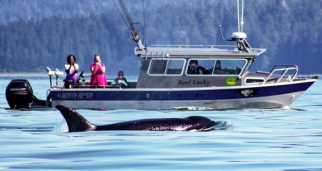 Juneau Whale Watching and Lighthouse Tour Tour Image 1