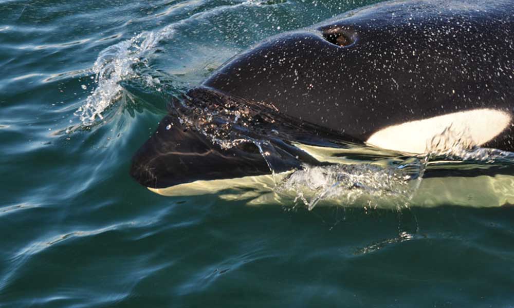 Whale Watching Tour Tour Image 33
