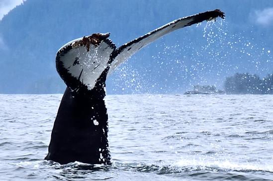 Private Whale Watching and Marine Wildlife Excursion Tour Image 8