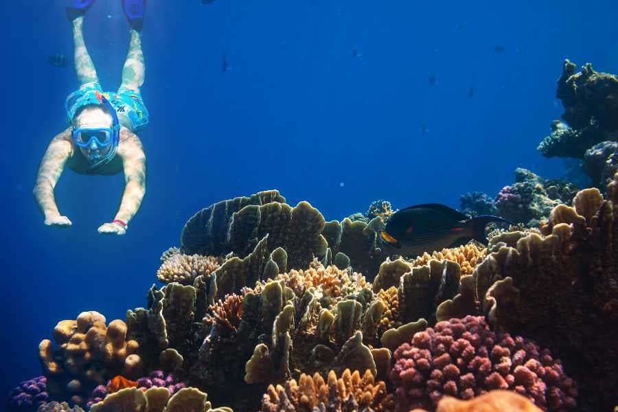 A snorkeler gliding over a lively coral reef teeming with tropical fish and underwater wonders.