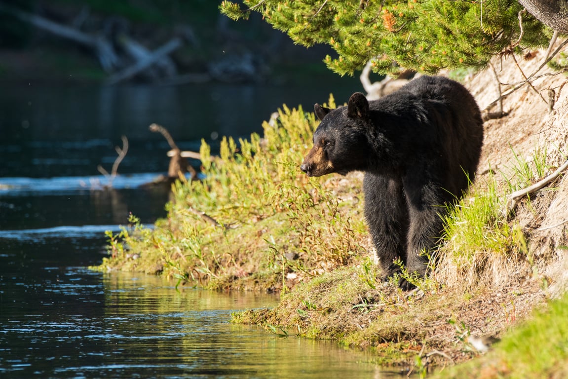 Wildlife & Waterfalls Private Tour From West Yellowstone Tour Image 7