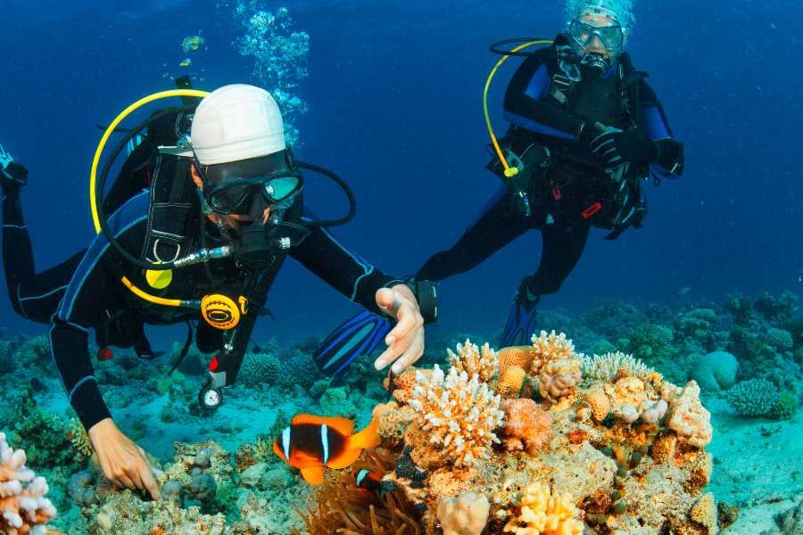 Two divers are looking at coral on the sea floor