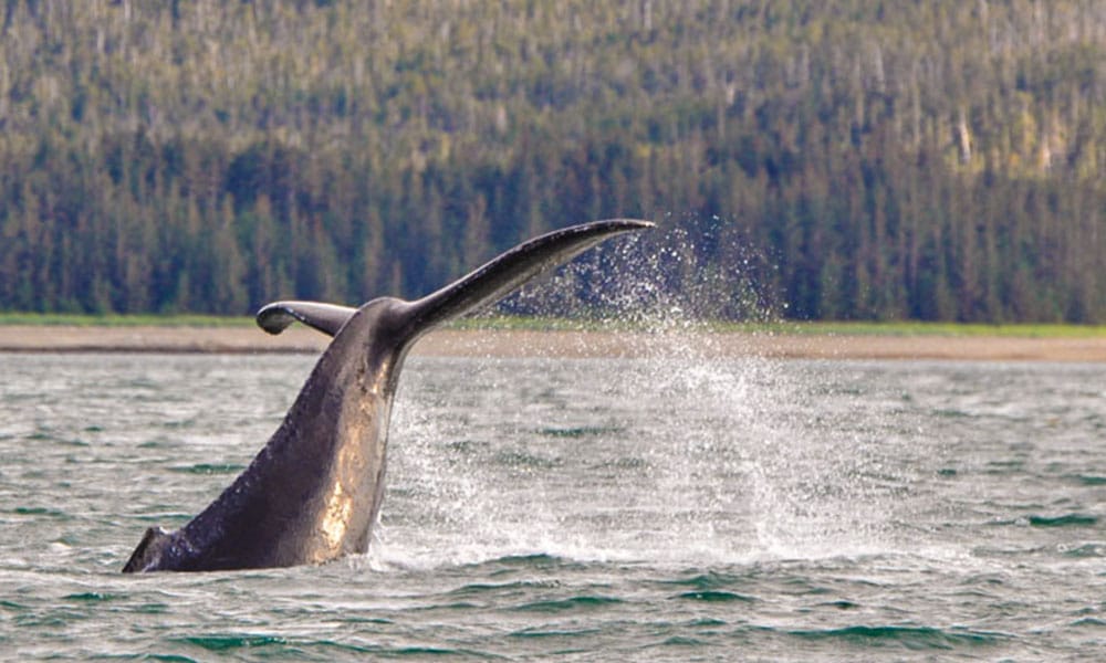 Whale Watching Tour Tour Image 5