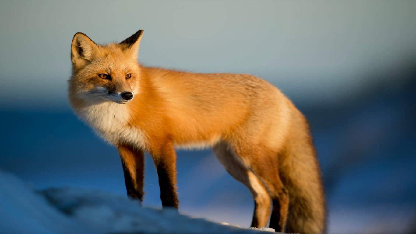 Wildlife in Kingston image