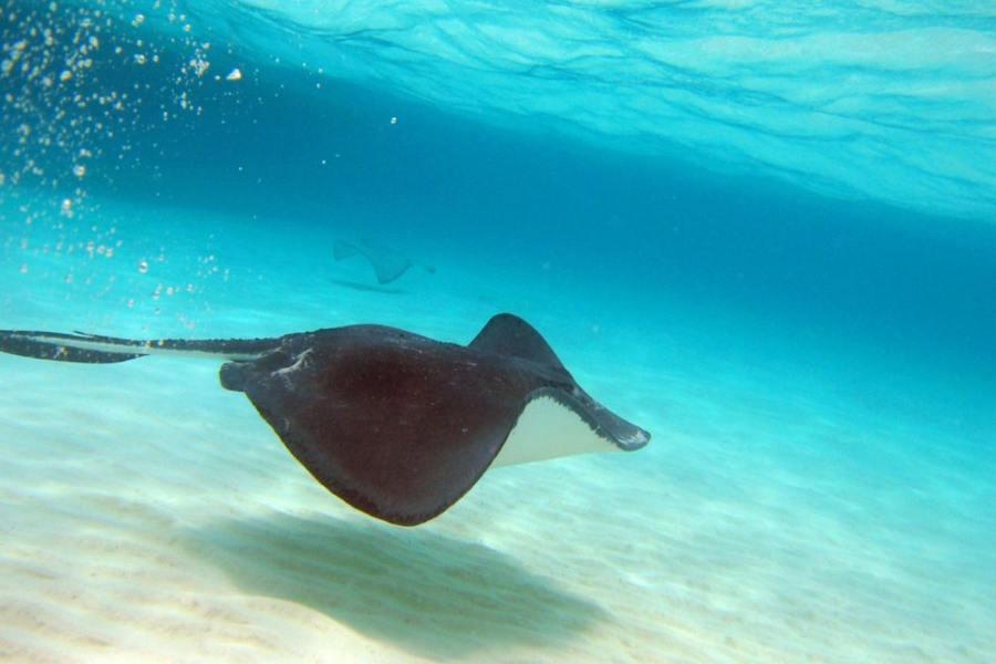 Stingray City: Our Expert Visitor's Guide
