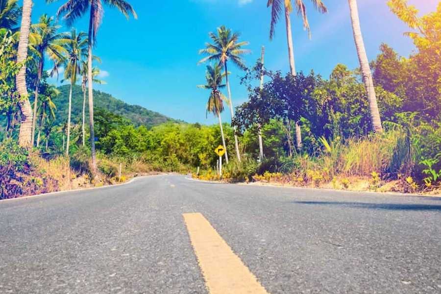 A quiet tropical road lined with swaying palm trees, inviting travelers on a scenic island adventure.