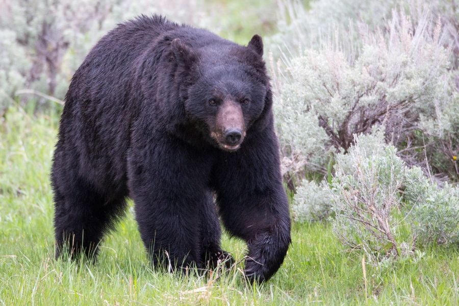 A black bear walks through green grass in the wilderness.