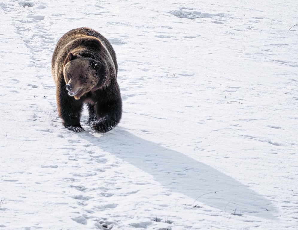 Winter Yellowstone Wildlife Safari Tour Image 5