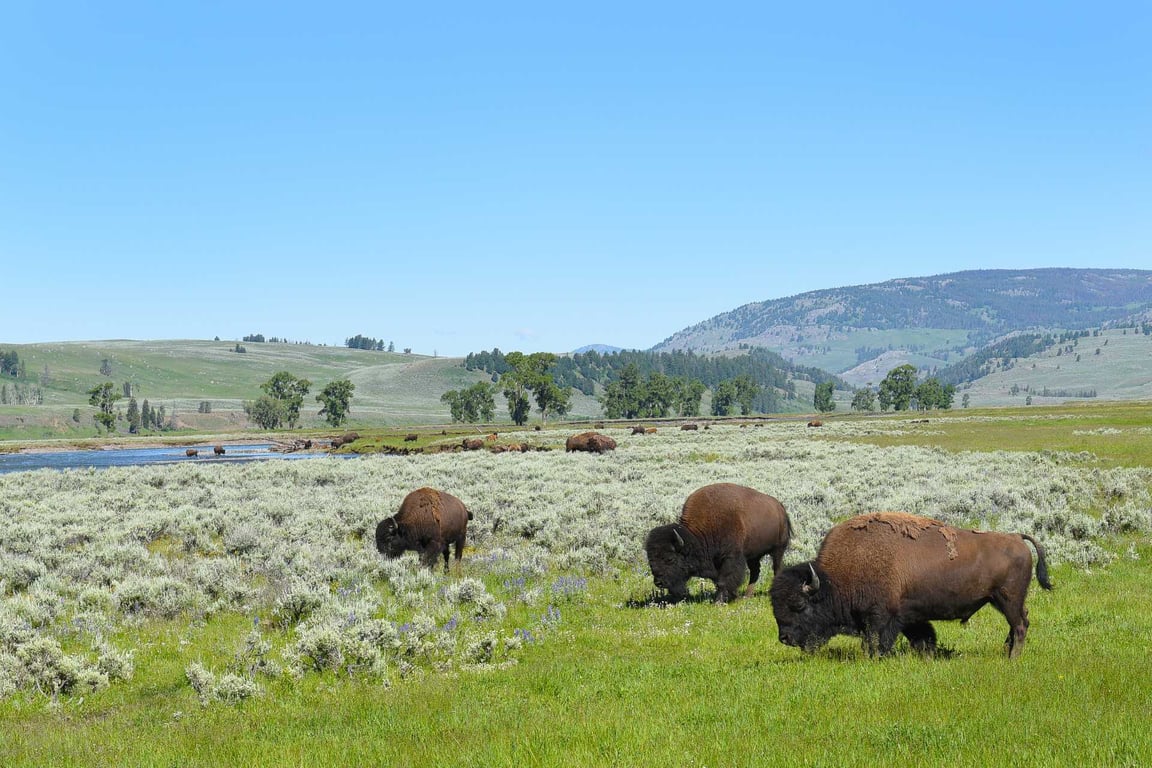 Lamar Valley Full Day Hiking Adventure Tour Image 7