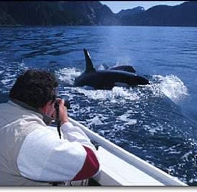 Small Boat Whale Watching and Sightseeing Tour image