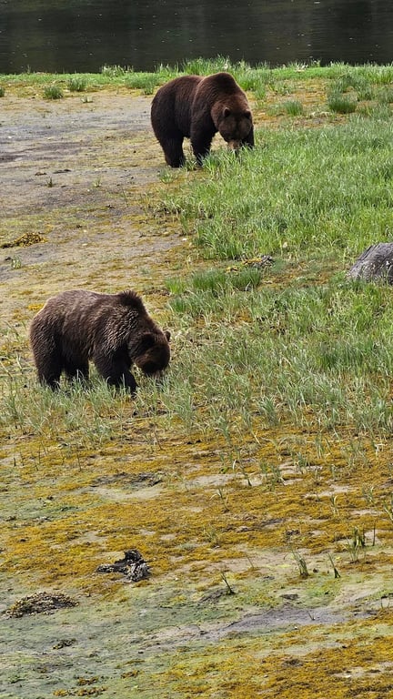 Guided Passenger Van Wildlife and Bear Viewing Tour Tour Image 2