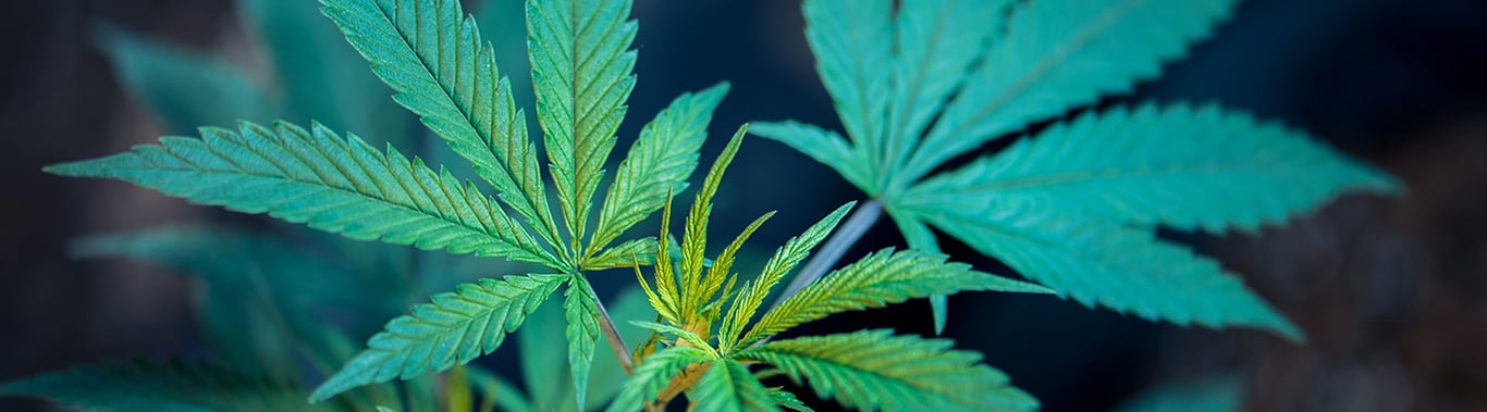 Guide to Cannabis & Canna-Tourism image