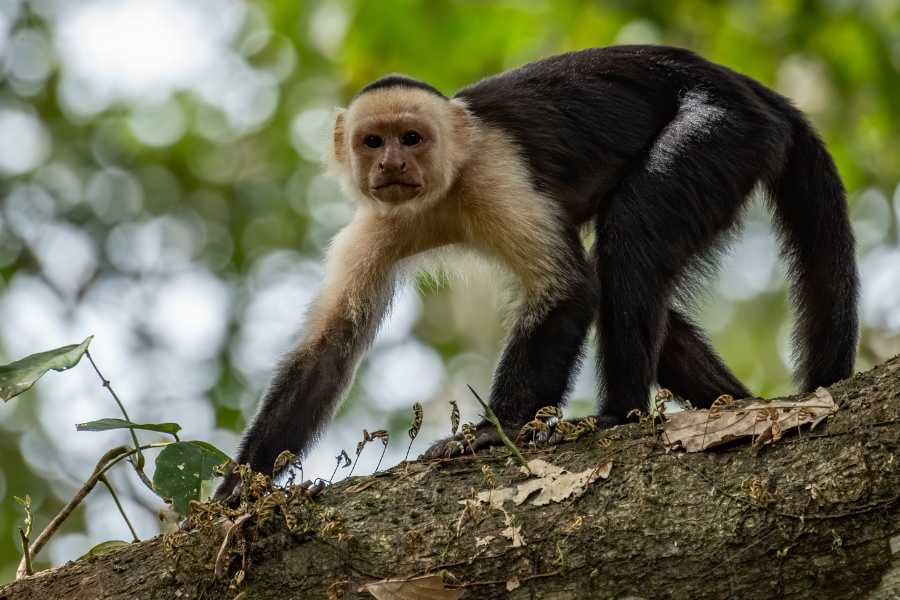 A curious capuchin monkey exploring the tree branches, showing off its agile and playful nature.