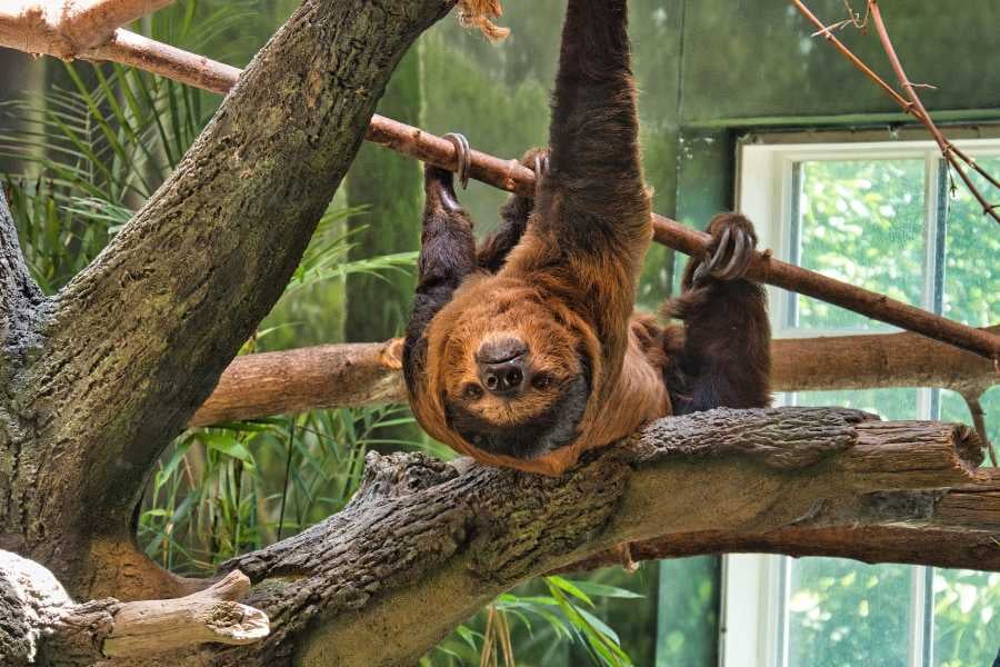 A sloth gracefully hanging upside down, taking in its surroundings while resting in a tree.