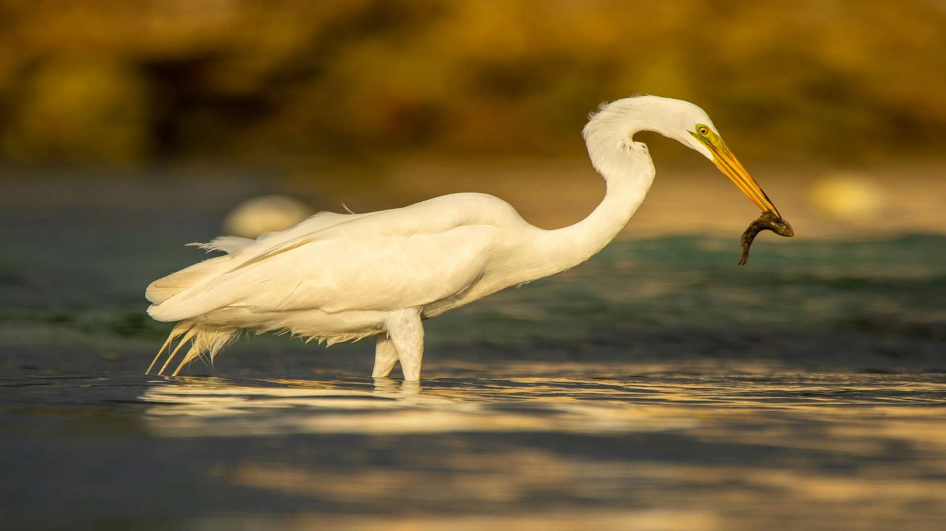 Wildlife in Montego Bay image