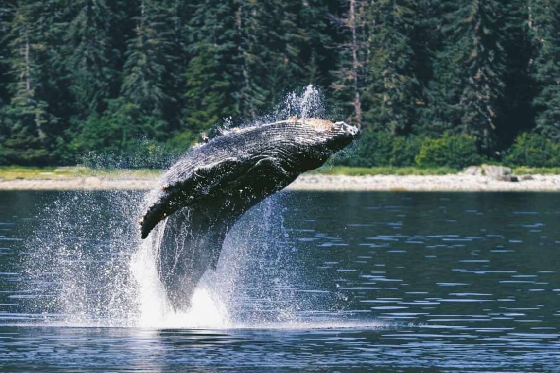 Private Whale Watching Tour Tour Image 6