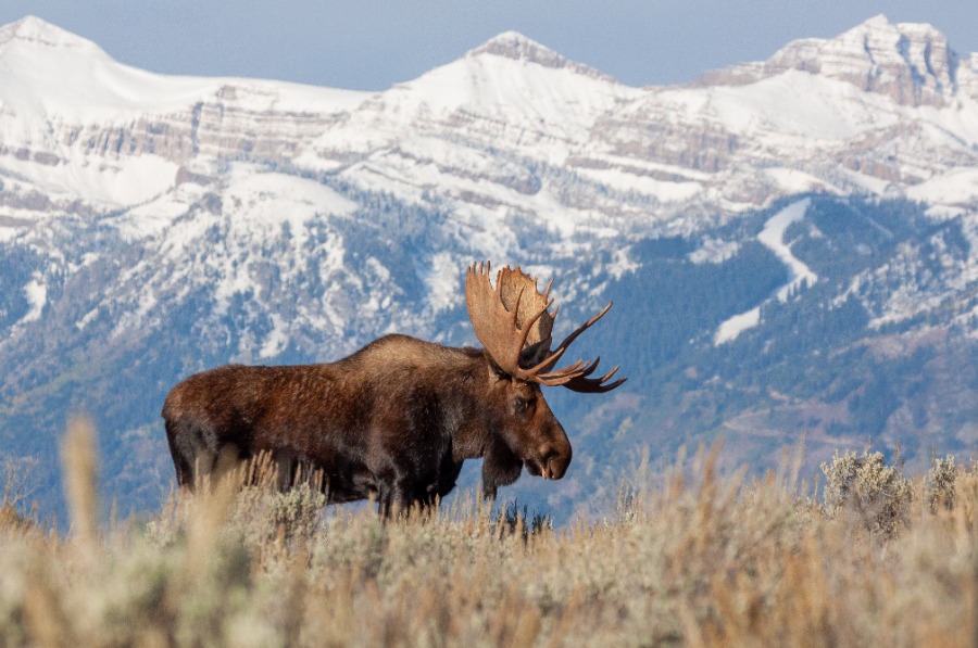 jackson hole backcountry tour