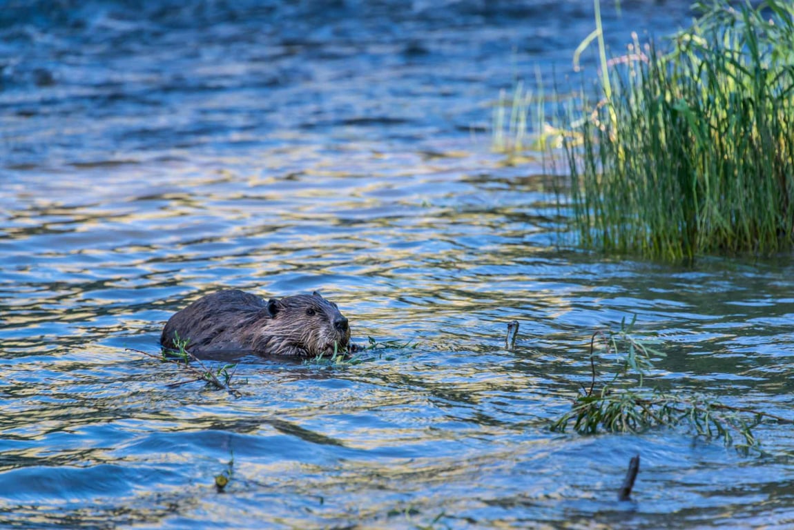 Swan Valley Wildlife & Sightseeing Tour Tour Image 6
