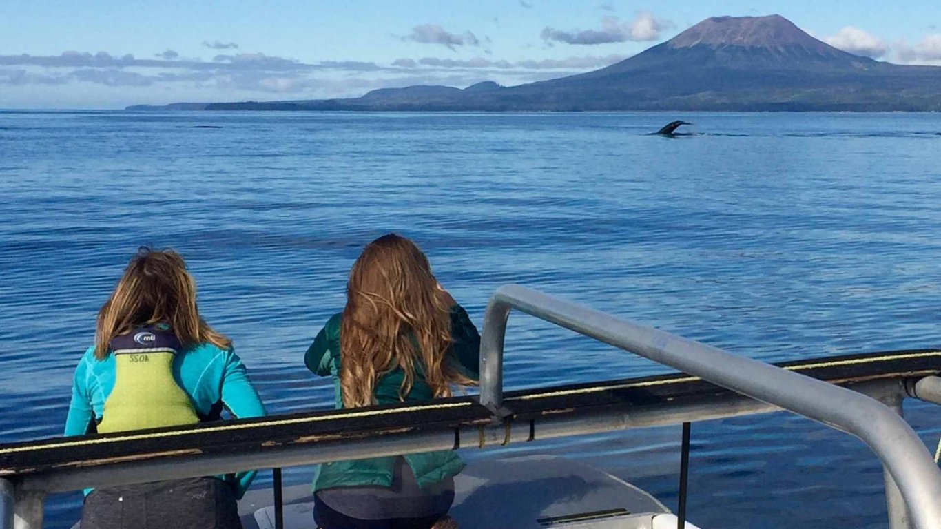 Private Wilds of Sitka Sound Expedition by Boat Tour Image 4