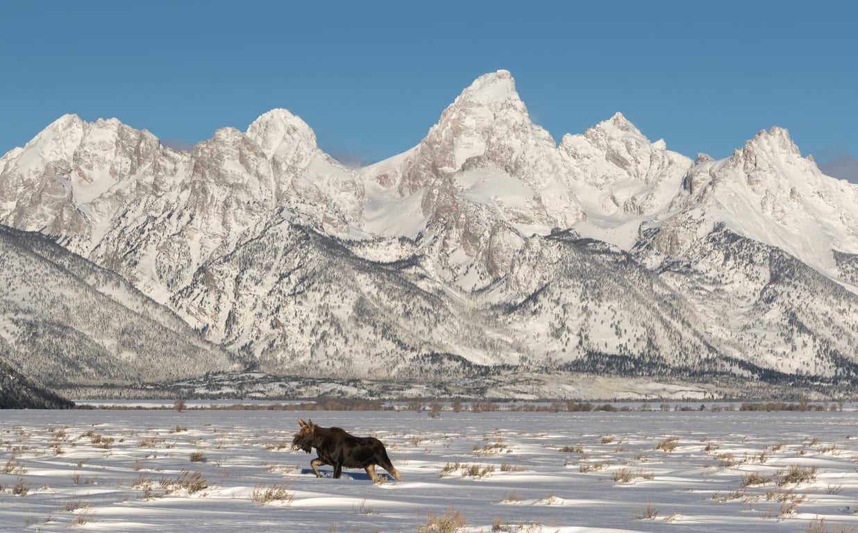 Private Winter Grand Teton Tour: Luxury and Leisure