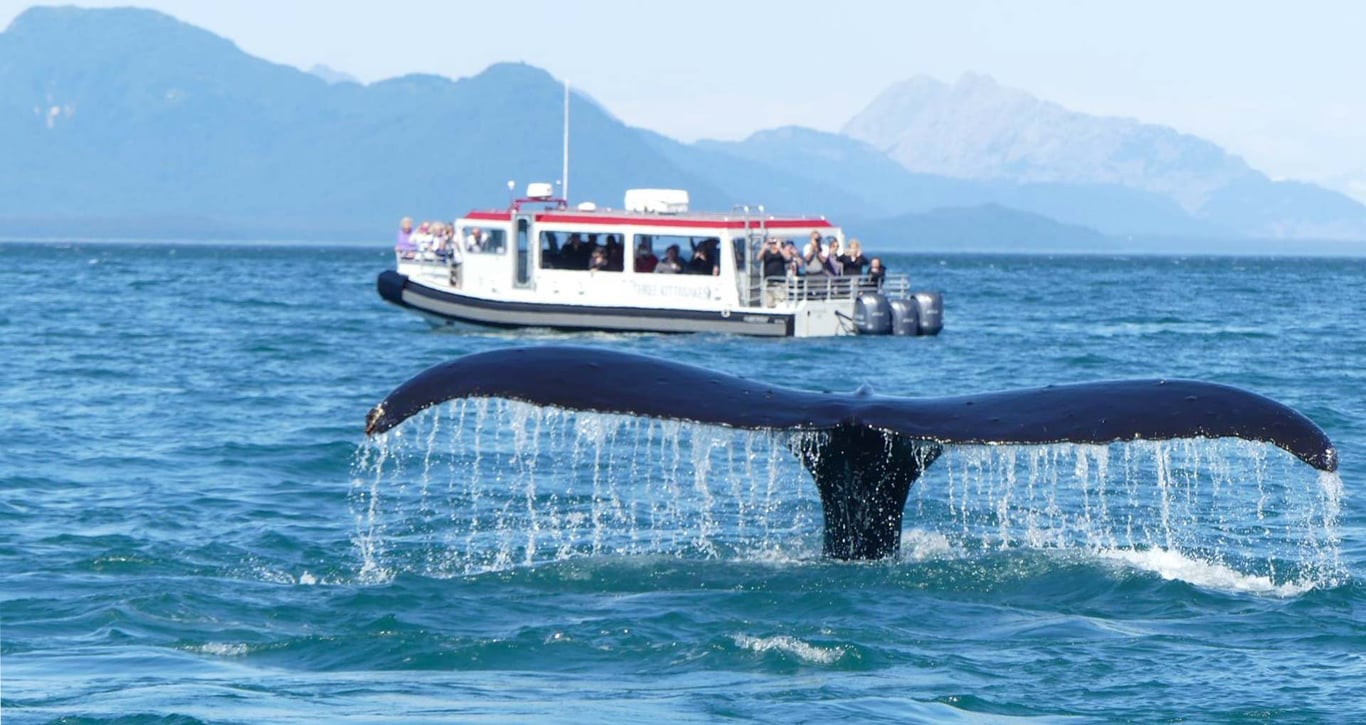 Guaranteed Whale Watching Adventure image