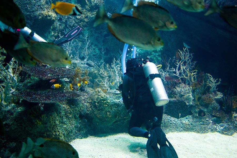 Diving in Roatan