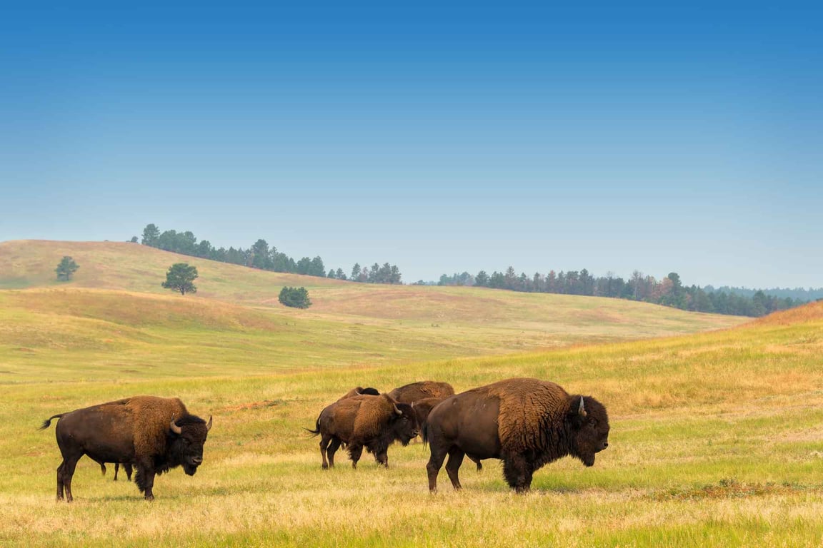 West Yellowstone Hot Spots Tour Tour Image 6