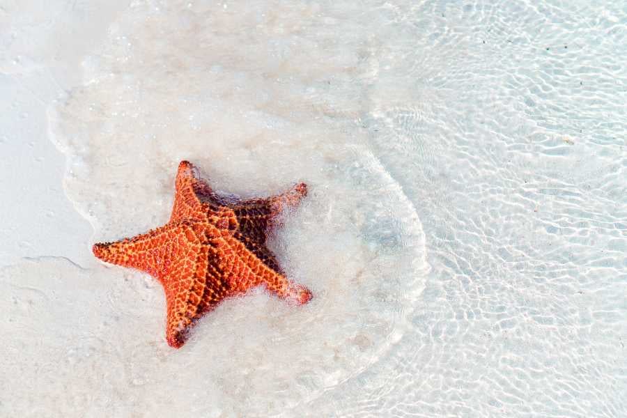 Starfish