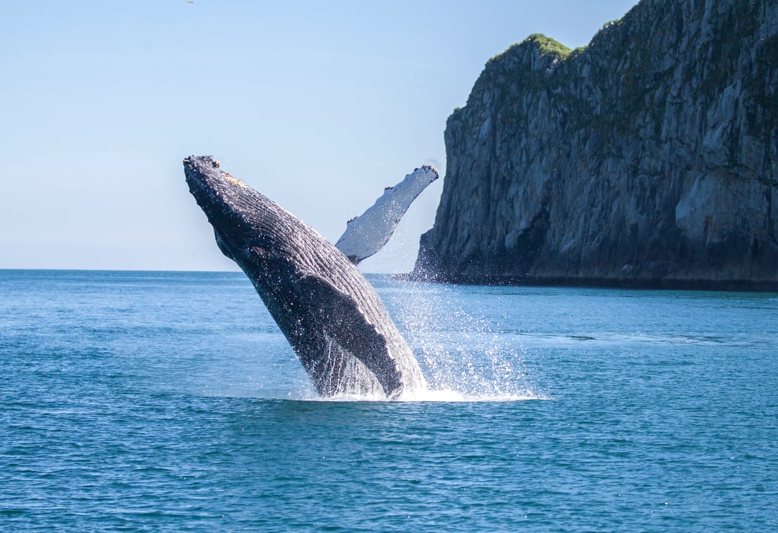 4 Hour Kenai Fjords Wildlife Cruise Tour Image 6