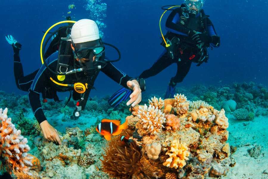 Two scuba divers observe a clownfish near vibrant coral.