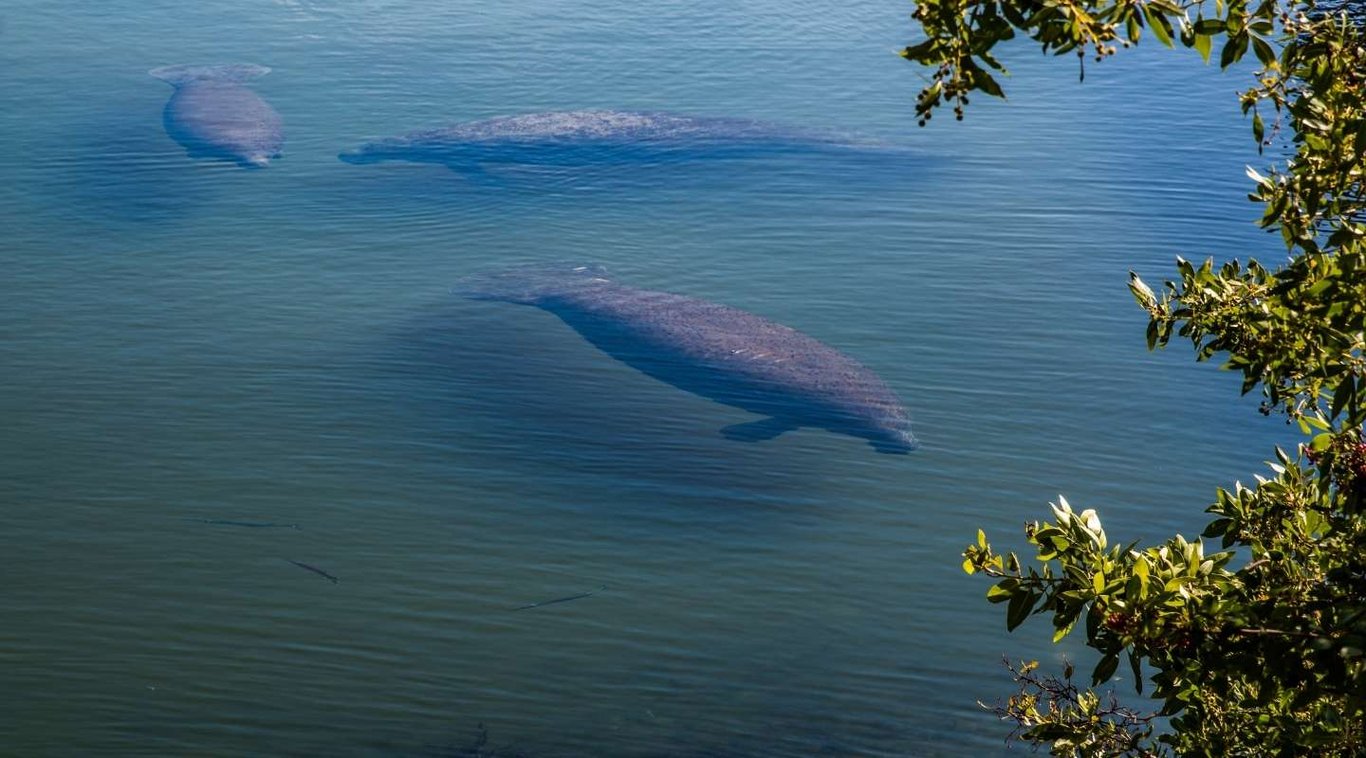 Belize Manatee Excursion Tour Image 3