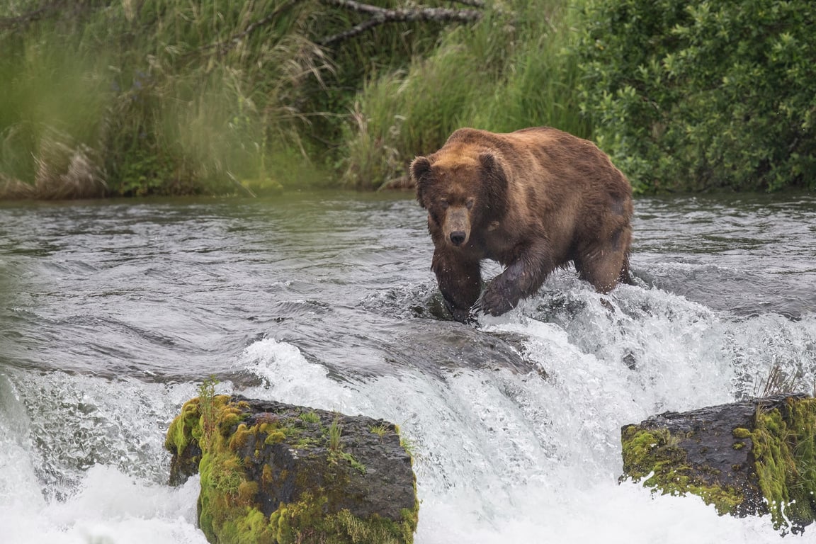 Land-Based Wildlife Tour Tour Image 5