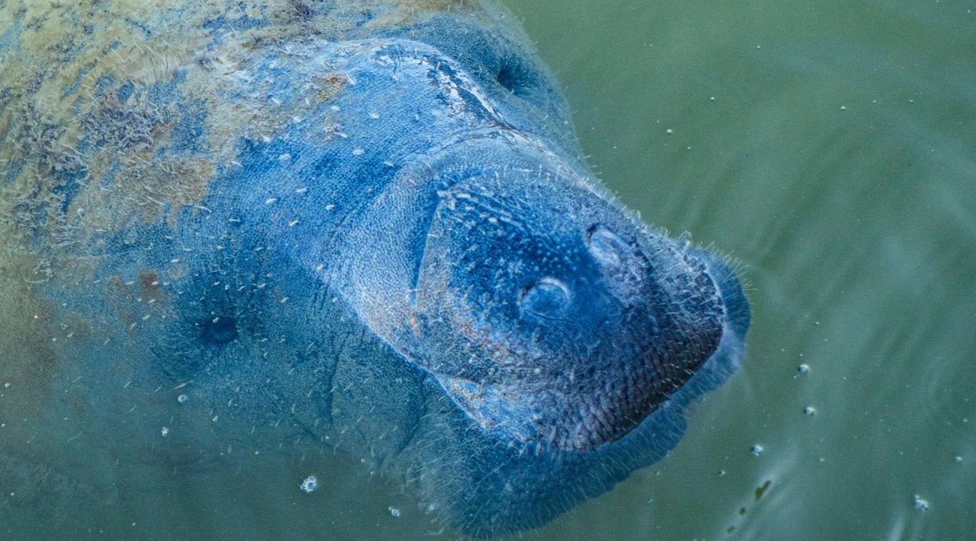 Belize Manatee Excursion image