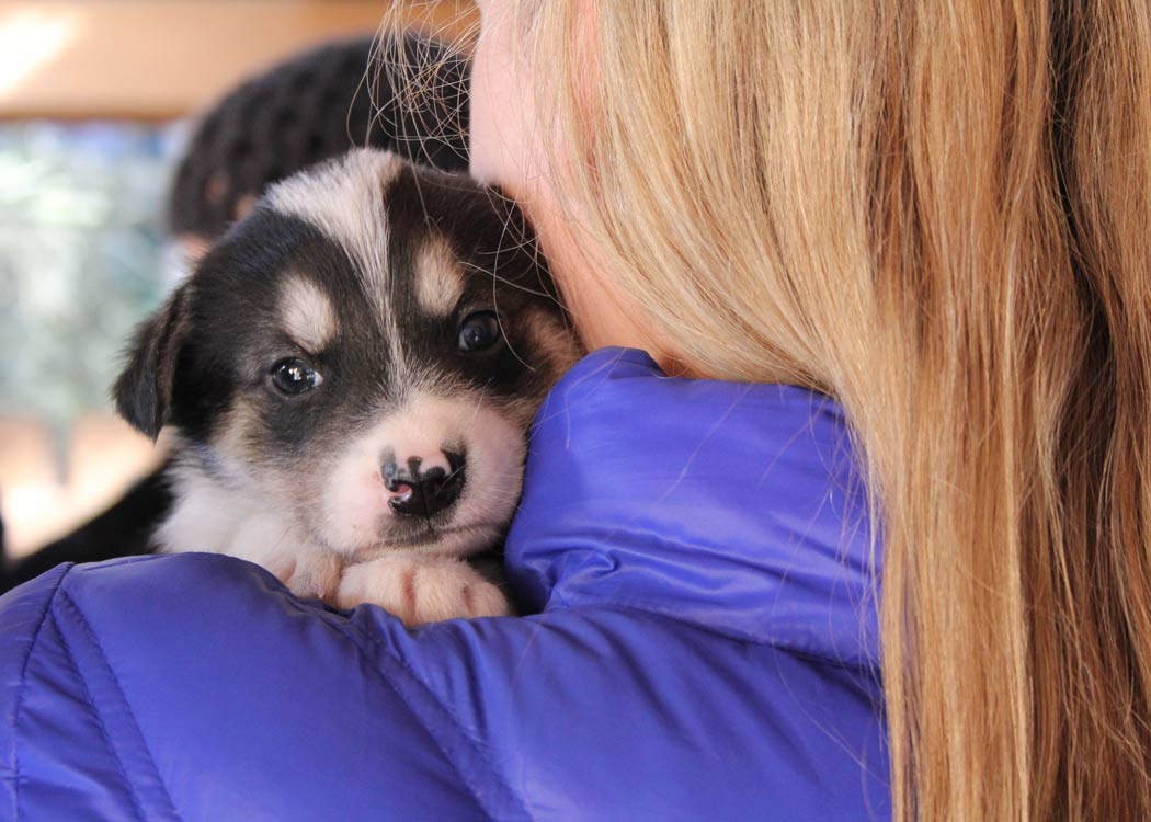 Skagway Sled Dog and Musher's Camp Tour Image 6