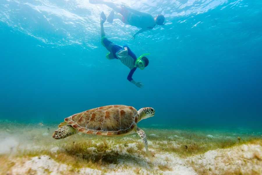 To divers are having fun with a turtle