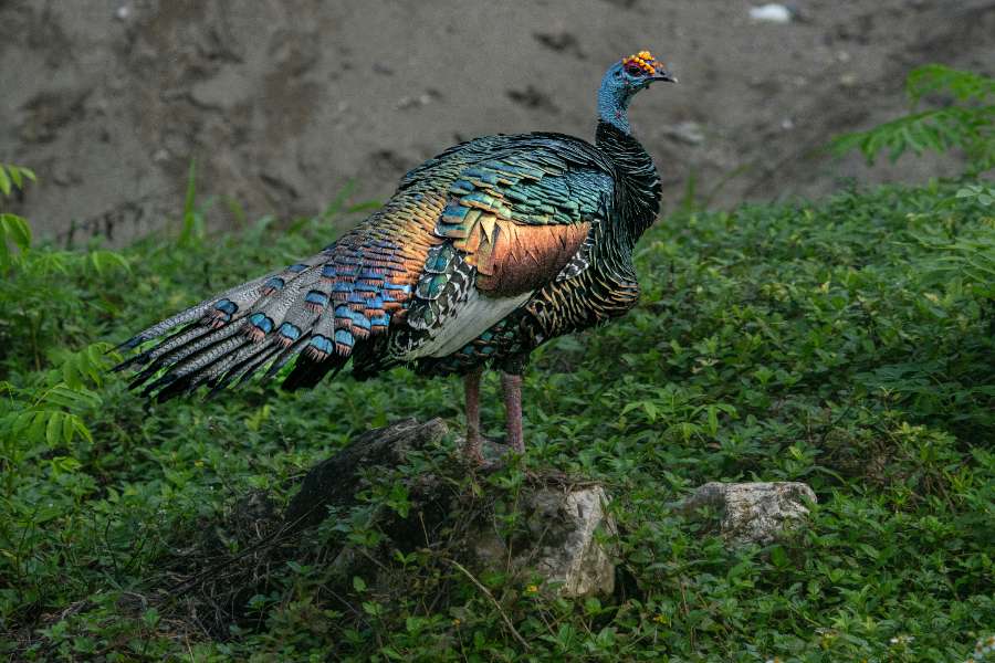 This is a Peacock