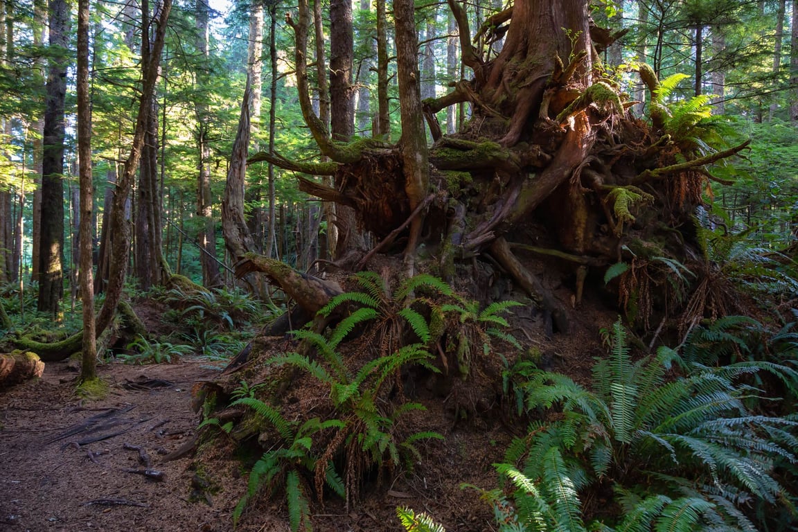 Sitka Hiking Guide: Discover Sitka's Natural Wonders