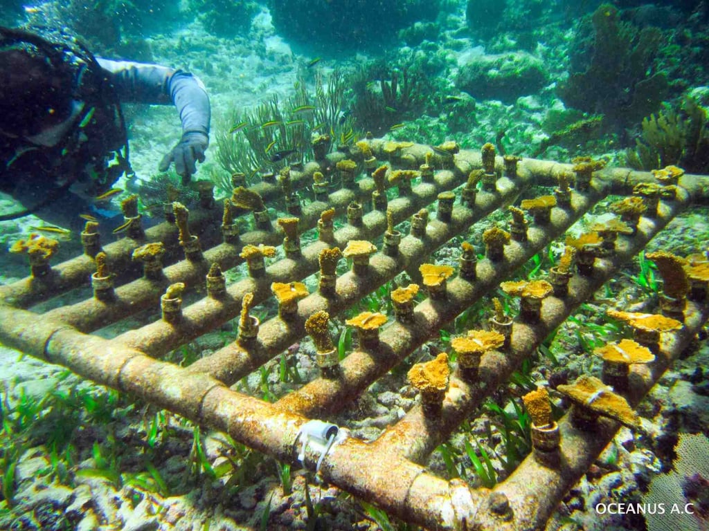 Cozumel Coral Lab Conservation & Snorkel Tour image