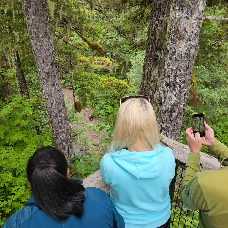 Guided Passenger Van Wildlife and Bear Viewing Tour Tour Image 7