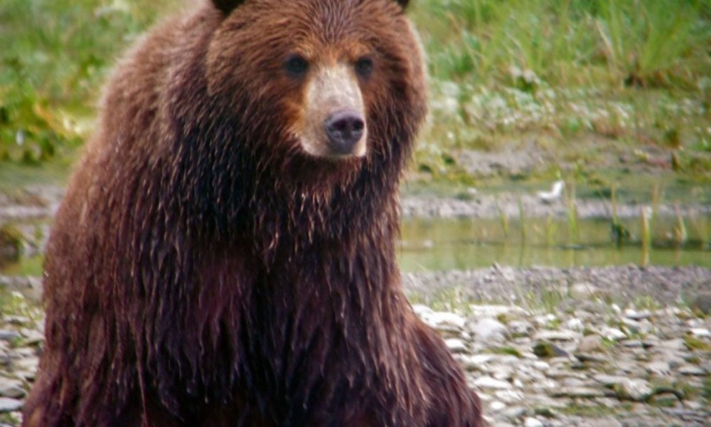 Pack Creek Brown Bear Viewing Tour Image 15