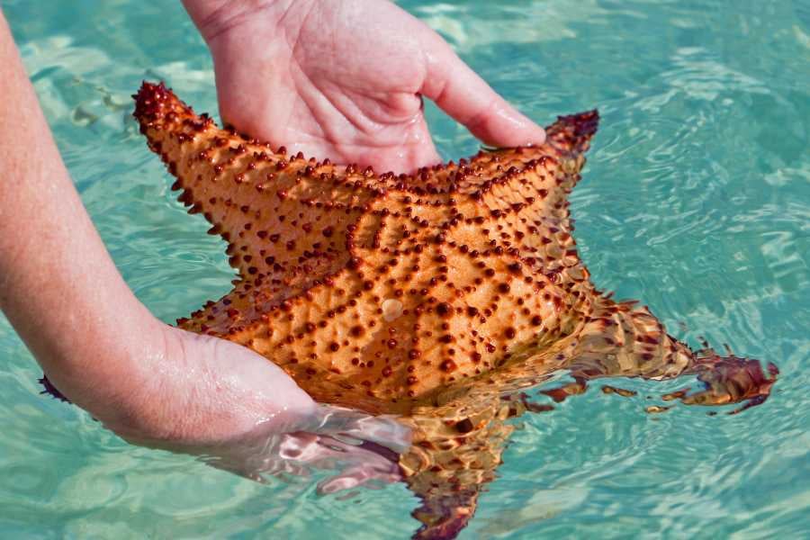 Hands gently hold a big orange starfish in shallow, clear water.