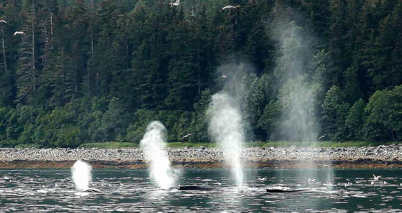 Juneau Whale Watching and Lighthouse Tour Tour Image 9