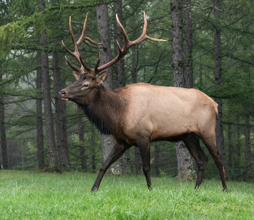 Wildlife in Yellowstone image